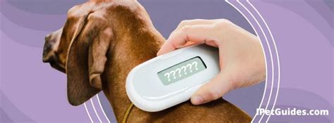 hiw tonscan rfid chip dog|how to scan dog microchip.